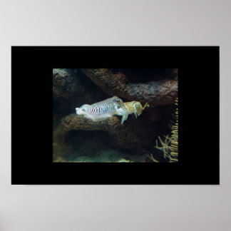 スクイッド ポスター