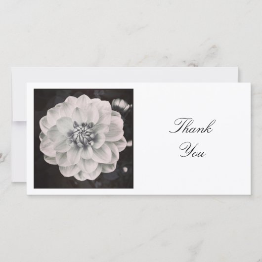 スクウェア写真 – 菊 サンキューカード (正面)