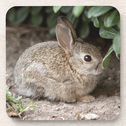 スクエアバニー コースター (正面)