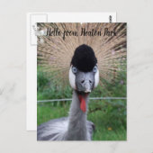 スクォーク!!ポストカード ポストカード (正面/裏面)