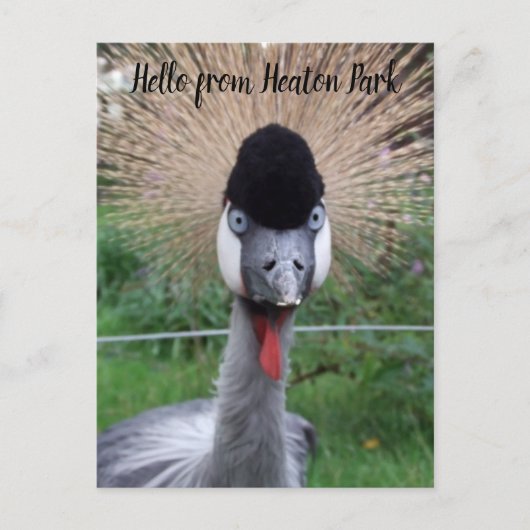 スクォーク!!ポストカード ポストカード (正面)