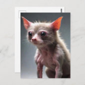 スクラッおもしろいフ動物 ポストカード (正面/裏面)