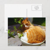 スクラッパーポット ポストカード (正面/裏面)