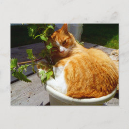 スクラッパーポット ポストカード