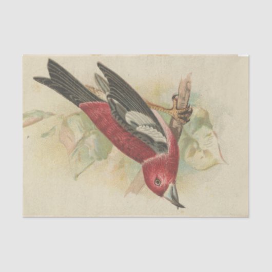 スクラップエフェメラデザインシリーズ#24 薄葉紙 (正面)