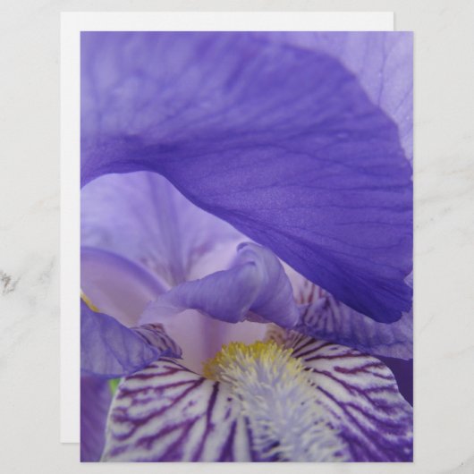 スクラップブック紙パープルアイリスフラワーズアイリスフローラ (正面/裏面)