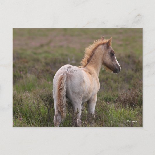 スクラブに立っている新しい森のポニーの森 ポストカード (正面)