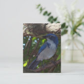 スクラブジェイ ポストカード (スタンド正面)