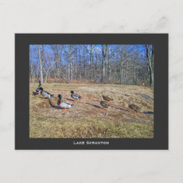 スクラントンPA – レイクスクラントンポストカードダックウォーク ポストカード