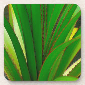 スクリューパインクローズアップ コースター (正面)