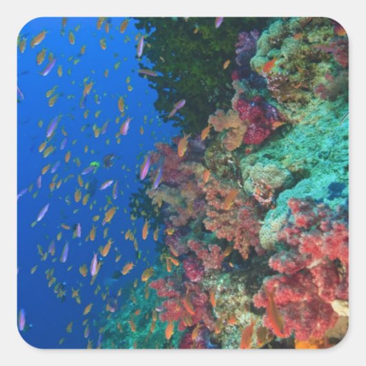 スクーリング妖精のバスレット(Pudanthias) スクエアシール (正面)