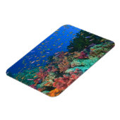 スクーリング妖精のバスレット(Pudanthias) マグネット (左側)