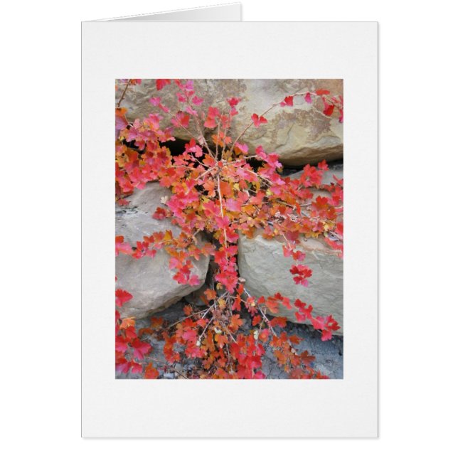 スグリの木カード (正面)