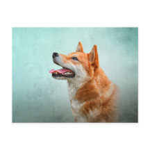 スケッチ日本の柴犬犬