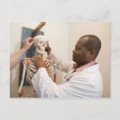 スケルトンの解剖学を研究している学生の医師 ポストカード (正面)