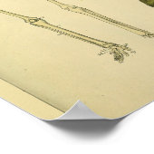 スケルトンスネークスコーピオンメディカル解剖学アートプリント ポスター (角)