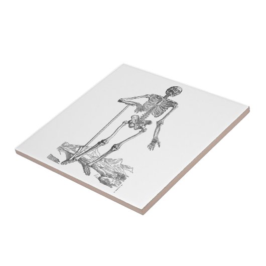 スケルトン タイル (側面)