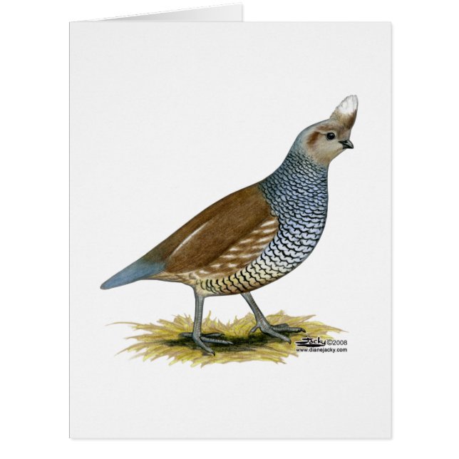 スケールウズラ (正面)