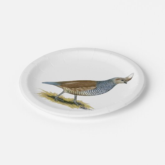 スケールウズラ ペーパープレート (アングル)