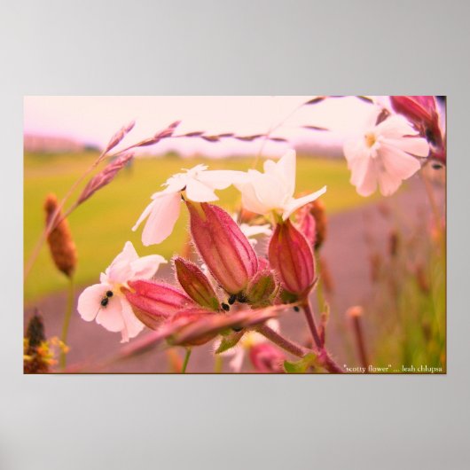 スコアフラワー ポスター (正面)