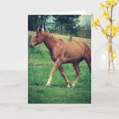 スコッチザホース、誕生日 カード (黄色い花)