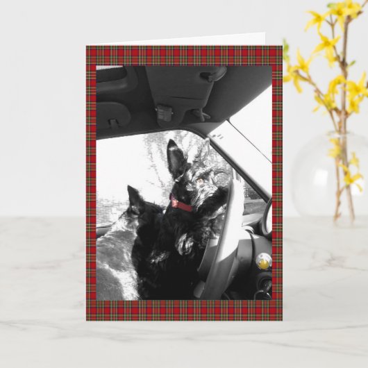 スコッチテリア カード (黄色い花)