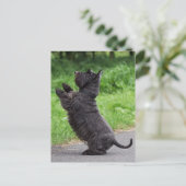 スコッチテリア ポストカード (スタンド正面)