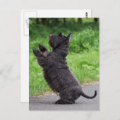 スコッチテリア ポストカード (正面/裏面)