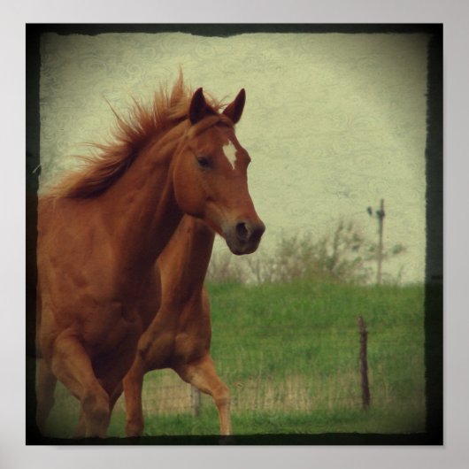 スコッチトロッツ ポスター (正面)