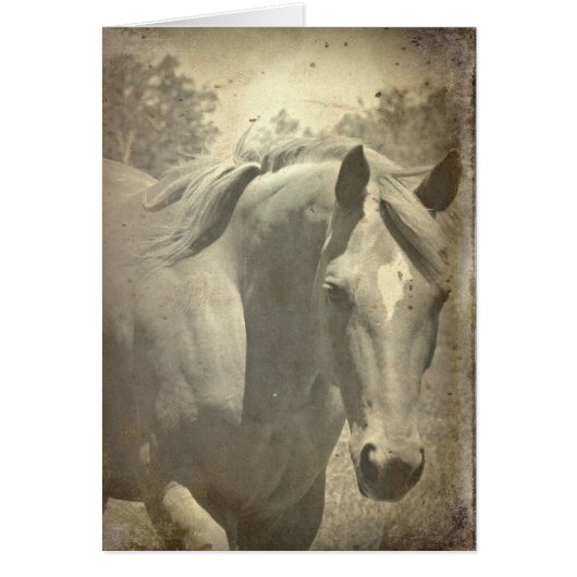 スコッチフェイクヴィンテージ (正面)