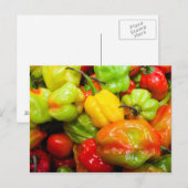 スコッチボンネットチリペッパー ポストカード (正面/裏面)