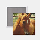 スコッチ顔 マグネット (正面/裏面)