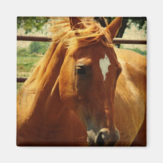 スコッチ顔 マグネット (正面)