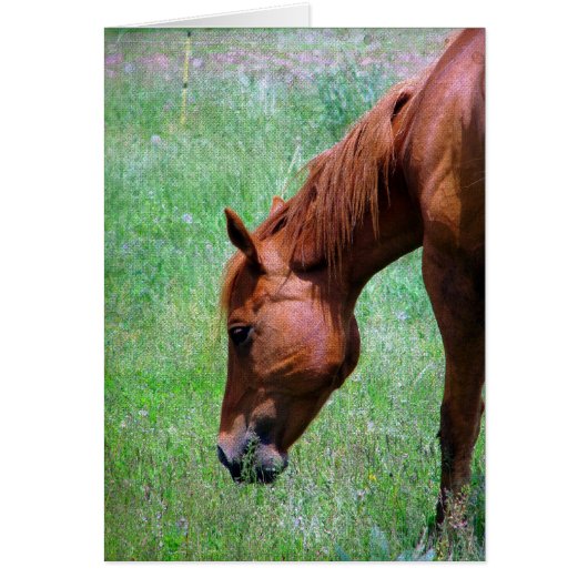 スコッチ (正面)