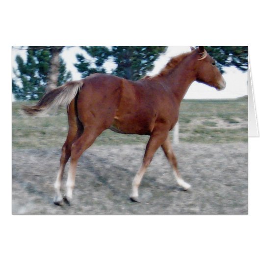 スコッチ・ボーイ (正面横)