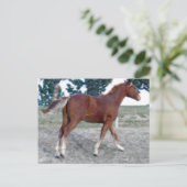 スコッチ・ボーイ ポストカード (スタンド正面)