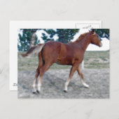 スコッチ・ボーイ ポストカード (正面/裏面)