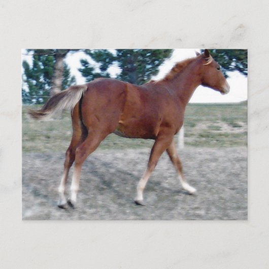 スコッチ・ボーイ ポストカード (正面)