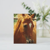 スコッチ ポストカード (スタンド正面)