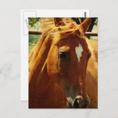 スコッチ ポストカード (正面/裏面)