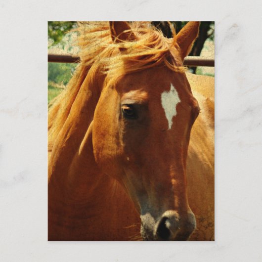 スコッチ ポストカード (正面)