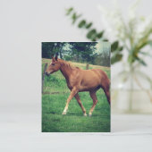 スコッチ ポストカード (スタンド正面)