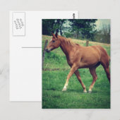 スコッチ ポストカード (正面/裏面)