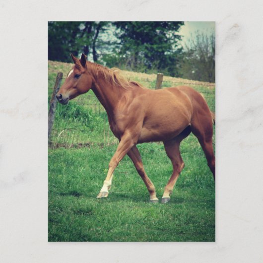 スコッチ ポストカード (正面)