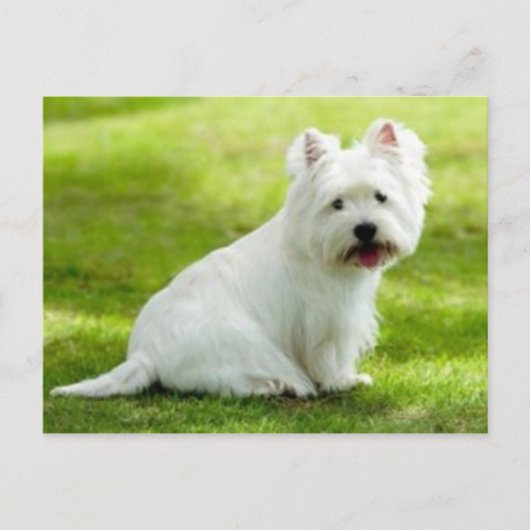 スコットテリア ポストカード (正面)