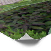 スコットランドのアザミ ポスター (角)