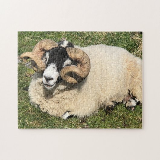 スコットランドのイスレイで巻き毛の生えた羊。羊 ジグソーパズル (横)