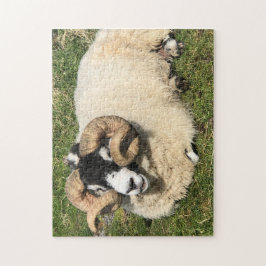 スコットランドのイスレイで巻き毛の生えた羊。羊 ジグソーパズル