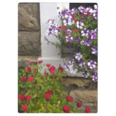 スコットランドのコテージの窓、ペチュニアとバラ クリップボード (裏面)