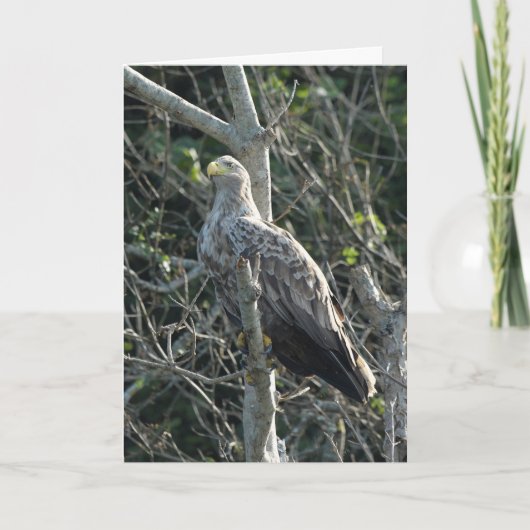 スコットランドのシーイーグル カード (正面)